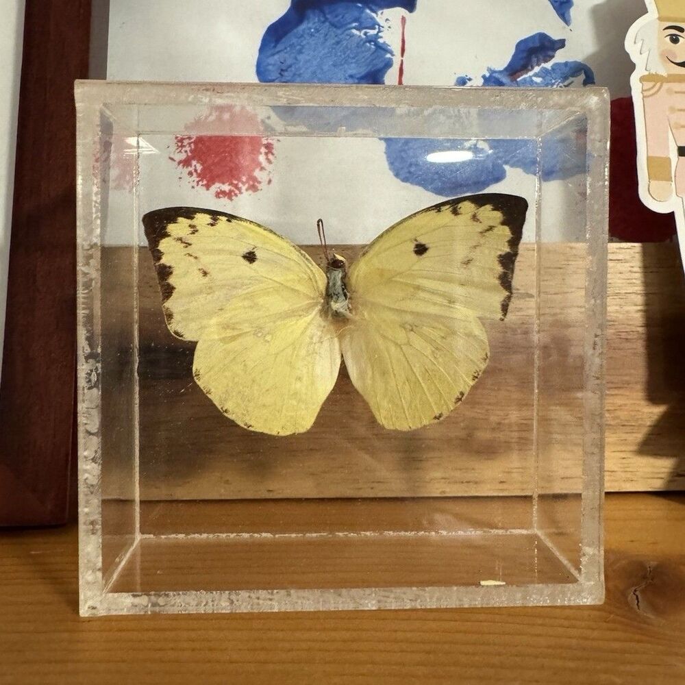 Vintage Real Yellow Butterfly Specimen Acrylic Display Case Entomology Decor